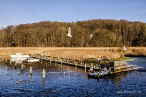 Der Gendarmenpfad an der deutsch-dänischen Grenze entlang der Flensburger Förde // Foto: Ralph Kerpa